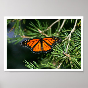 Poster Papillon monarque sur pin