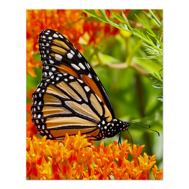 Poster Papillon monarque sur un buddleia (Devant)