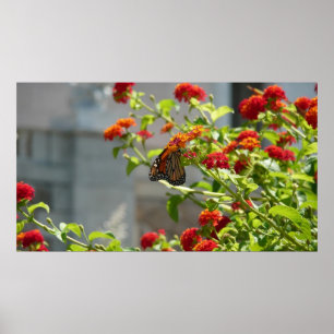 Poster Papillon Monarque sur un Buddleia Rouge