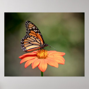 Poster Papillon Monarque sur une fleur d'orange
