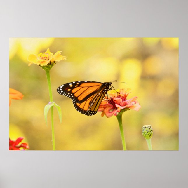 Poster Papillon Monarque sur Zinnia (Devant)
