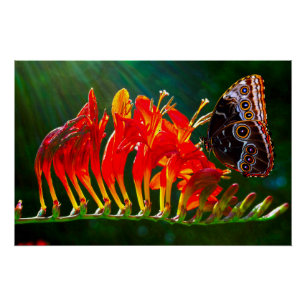 Poster Papillon morpho bleu sur fleurs de Crocosmia Lucif