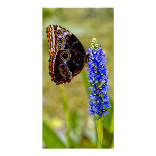 Poster Papillon morpho bleu sur une orchidée de marais