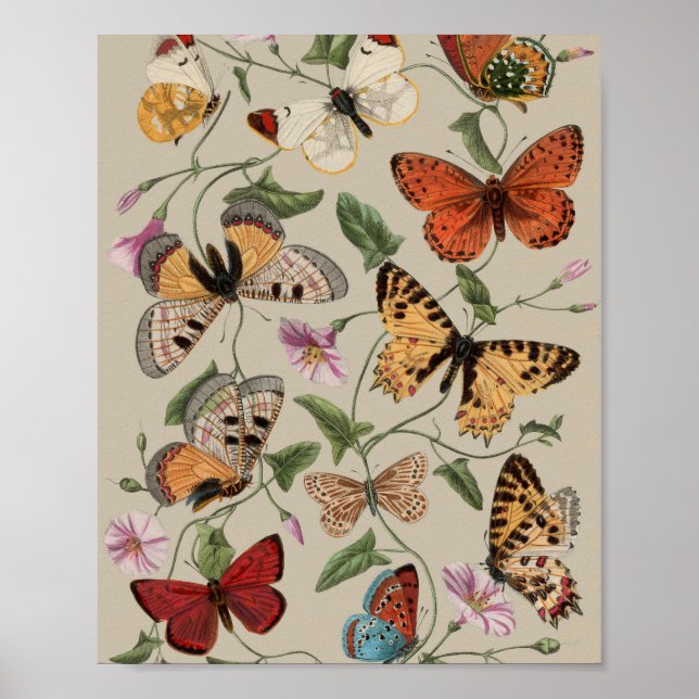 Poster Papillon Moth Nature Dessin aquarelle antique (Devant)