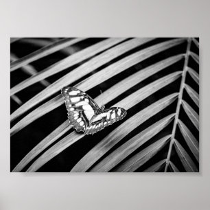 Poster Papillon Nature Insectes Noir et Blanc