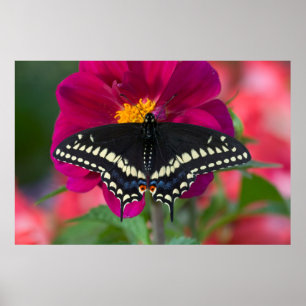 Poster Papillon noir à queue fourchue sur zinnia