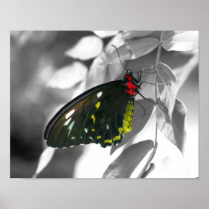 Poster Papillon noir Couleur partielle Nature