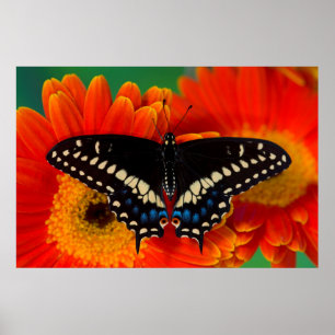 Poster Papillon noir Swallowtail sur Gerberia Daisy