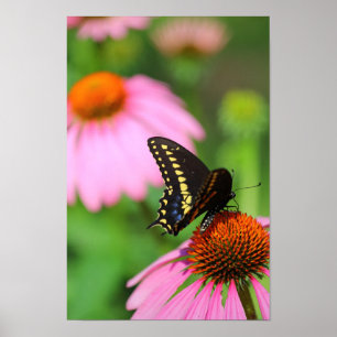Poster Papillon noir Swallowtail sur un coneflower, Ohio