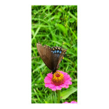 Papillon noir Swallowtail sur une fleur rose