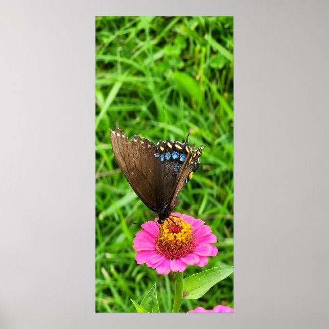 Poster Papillon noir Swallowtail sur une fleur rose (Devant)