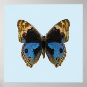 Poster Papillon Pansy Bleu