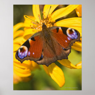 Poster Papillon paon