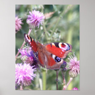 Poster Papillon Paon sous le soleil d'été