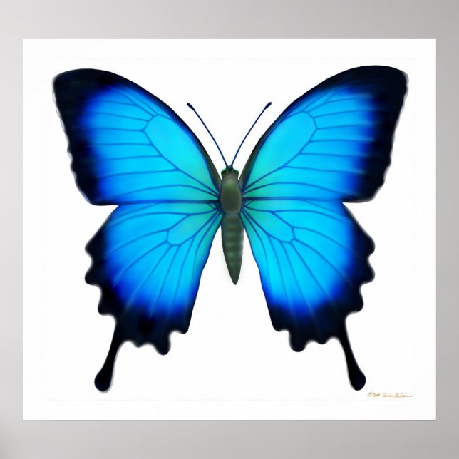 Poster papillon Papilio Ulysses (Devant)