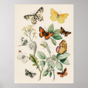 Poster Papillon papillon vintage Ancien art d'illustratio