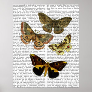 Poster Papillon Planche 4