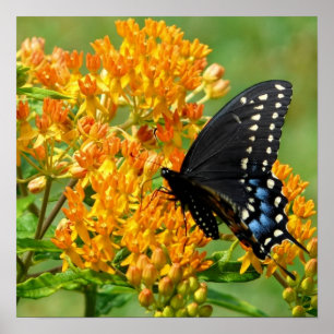 Poster Papillon pollinisant