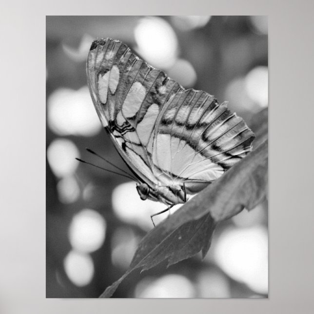 Poster Papillon Posé Dans La Nature Noire Et Blanche (Devant)