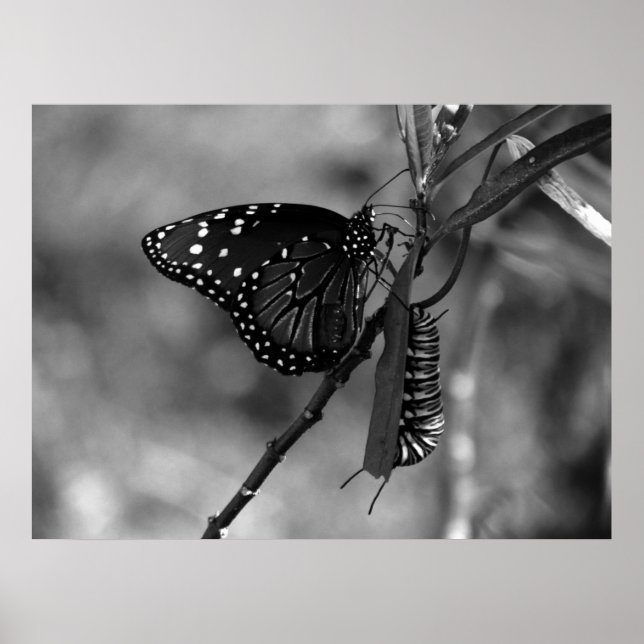 Poster Papillon Queen avec Monarch Caterpillar en B & W (Devant)
