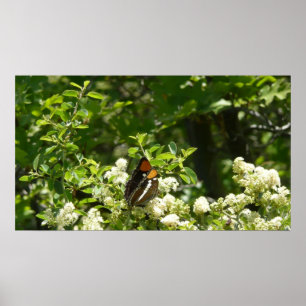 Poster Papillon-soeur de Californie en Yosemite