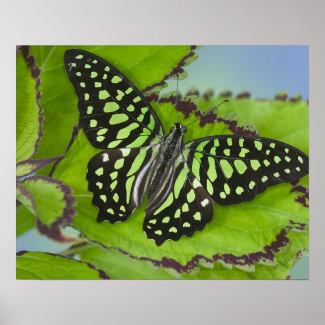 Poster Papillon sur fond vert (Devant)