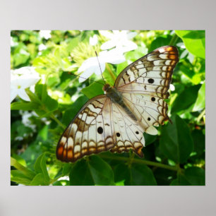Poster Papillon sur Jasmin Photographie de la nature trop