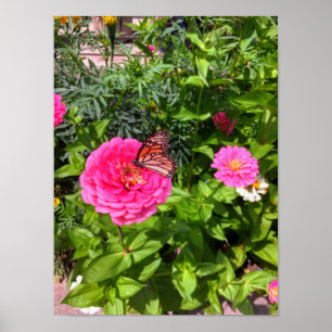 Poster Papillon sur l'affiche rose Zinnia