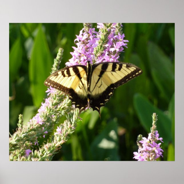 Poster Papillon Swallowtail sur Fleurs sauvages pourpres (Devant)
