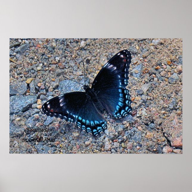 Poster Papillon Swallowtail sur Gravel Road (Devant)