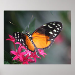 Poster Papillon tacheté noir et orange 2