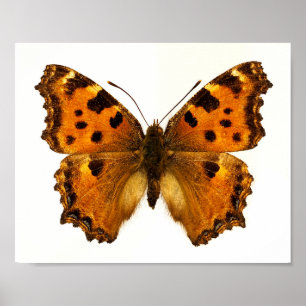 Poster Papillon Tortoiseshel Blackleg isolé Carte postale