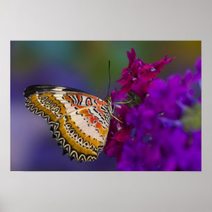 Poster Papillon Tropical sur Fleurs Violettes