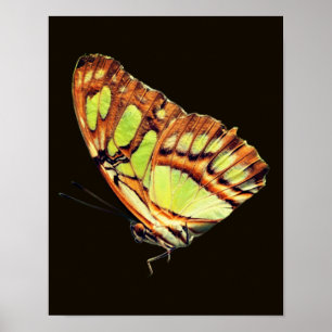 Poster Papillon vert Malachite Posant gros plan