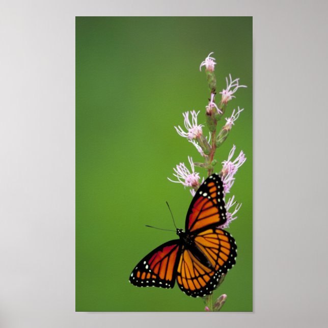 Poster Papillon Viceroy (Devant)