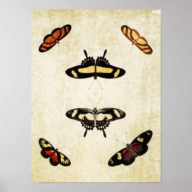 Poster Papillon vintage 177 (Devant)