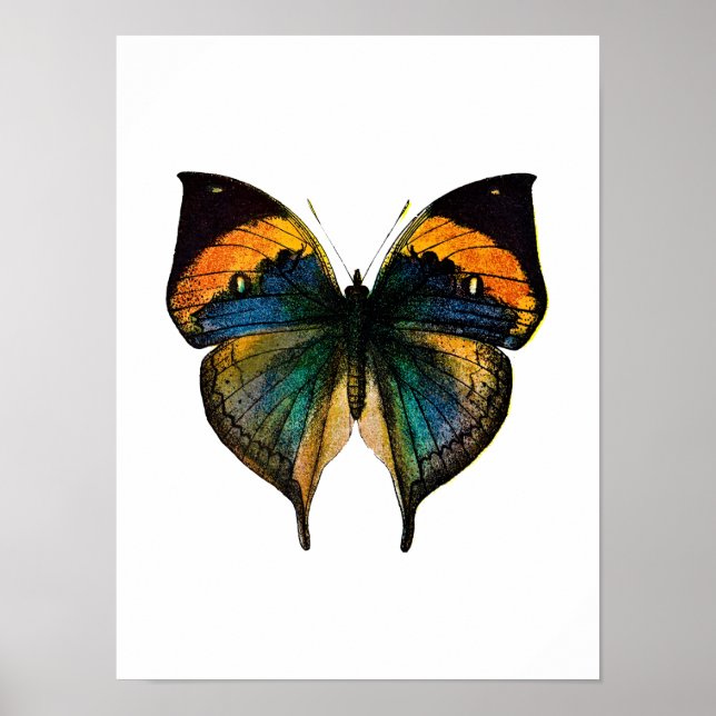 Poster Papillon vintage - 1800's Antique Butterfly Litho (Devant)
