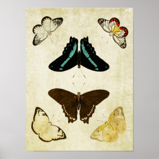 Poster Papillon vintage 187