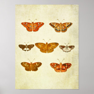 Poster Papillon vintage 342