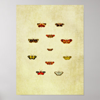 Poster Papillon vintage 348