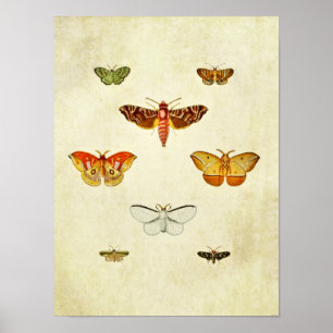 Poster Papillon vintage 355
