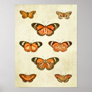Poster Papillon vintage 375