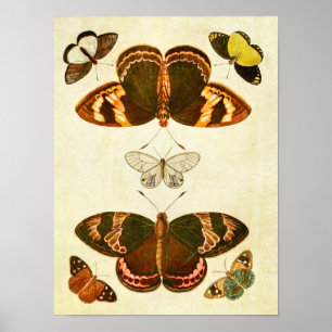 Poster Papillon vintage 387