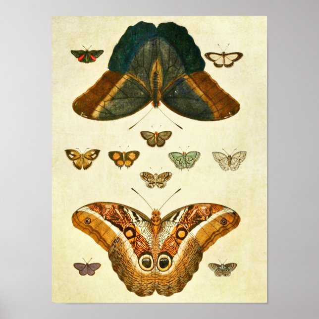 Poster Papillon vintage 390 (Devant)