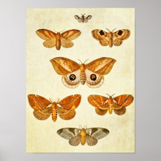 Poster Papillon vintage 395