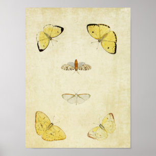 Poster Papillon vintage imprimé 120
