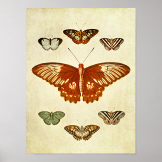 Poster Papillon vintage imprimé 194