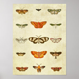 Poster Papillon vintage imprimé 400