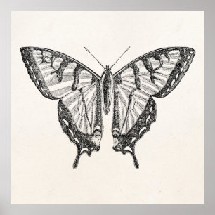 Poster Papillon vintage Papillon personnalisé Insectes