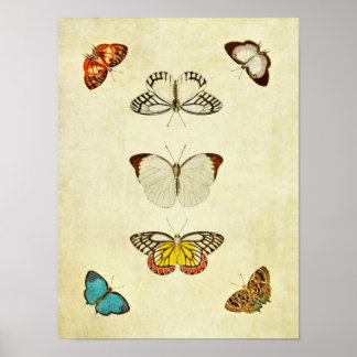 Poster Papillon vintage Print 201